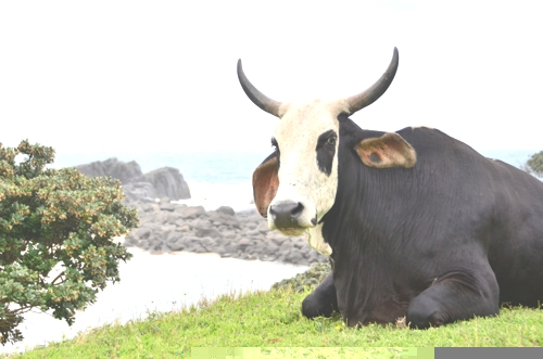 Wild Coast South Africa