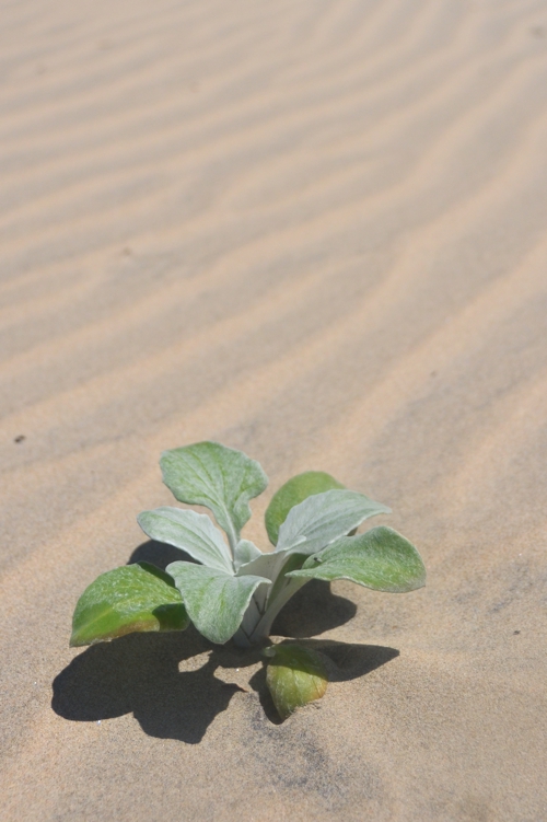 Chintsa is something of a desert beach – it even has dunes!