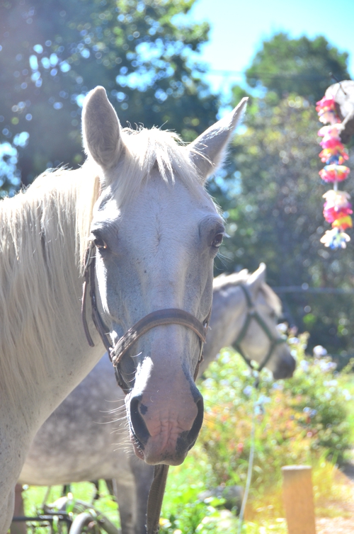 Horses are a great way to explore the Storms River area, and a delight to look at