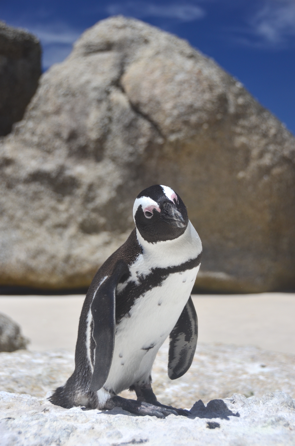 Boulders Beach, located in Simon's Town, is a popular stop en-route to Cape Point