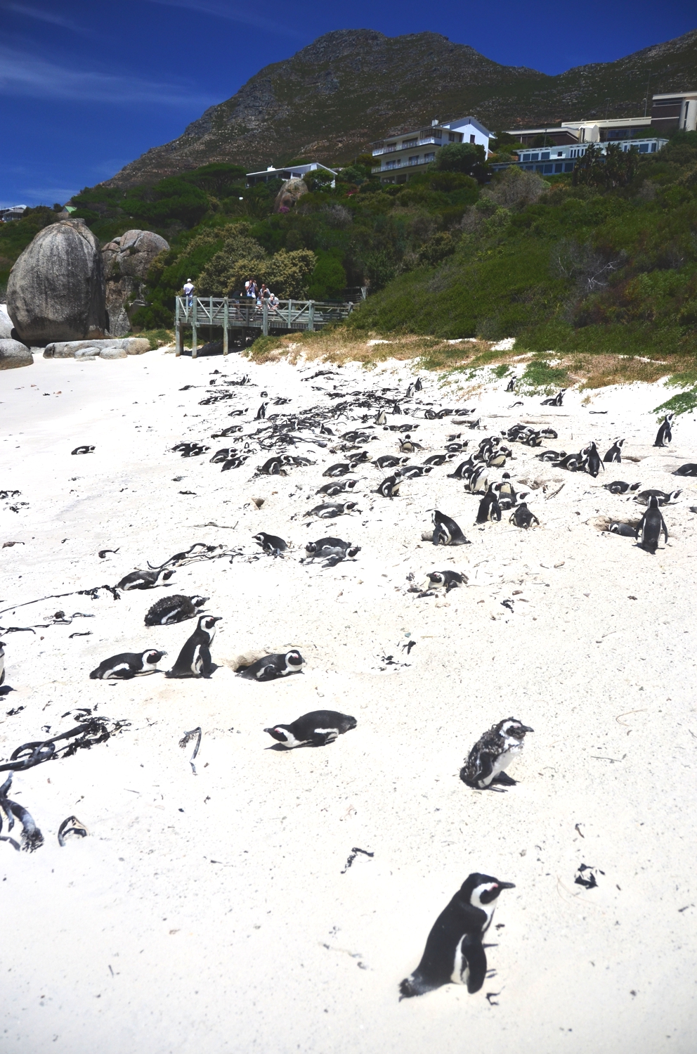 You might say the quantity of penguins on Boulders Beach is large