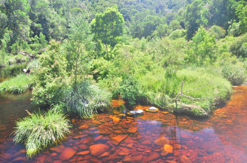 The contrast of red water and green forests near Storms River is striking