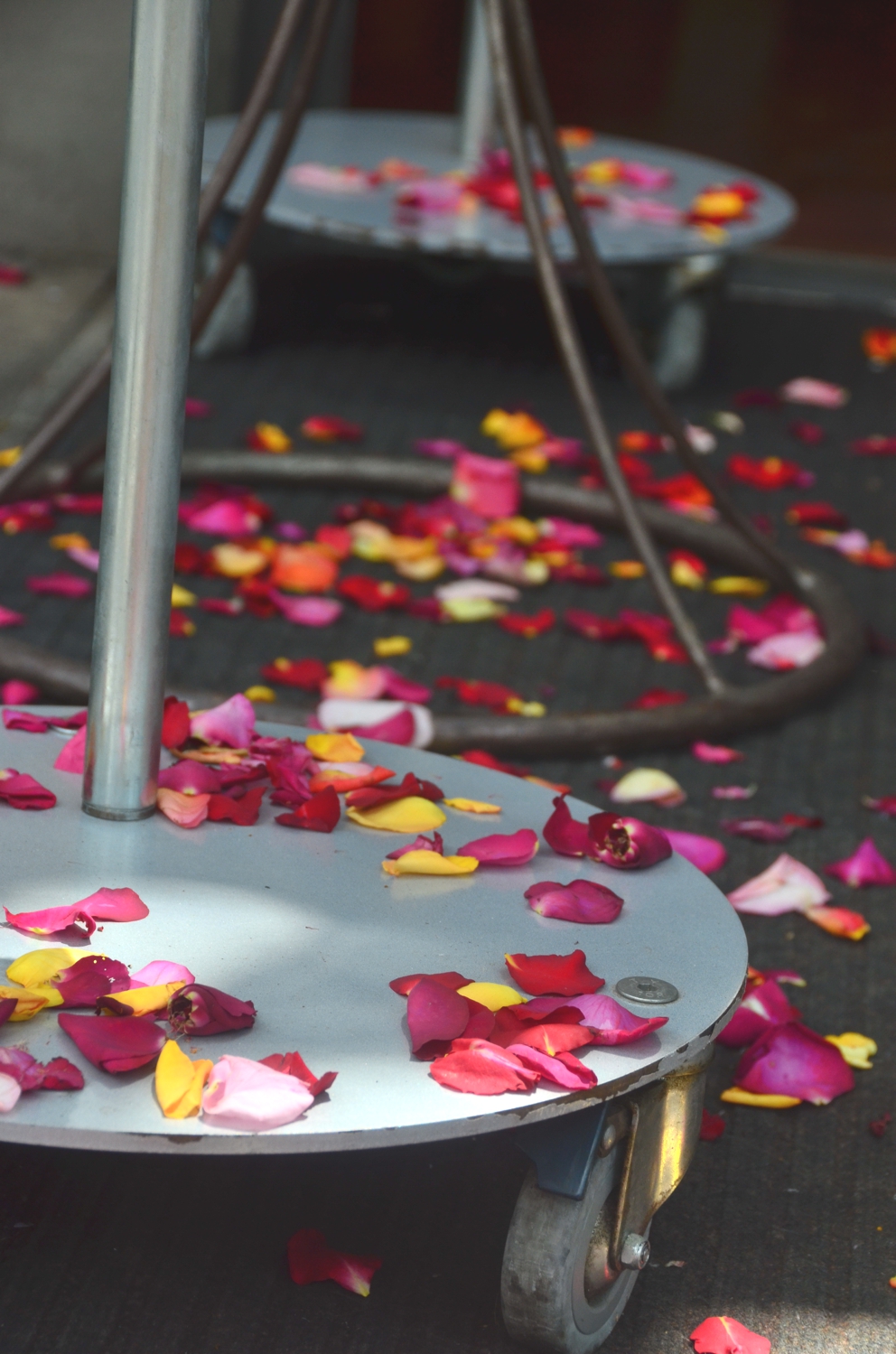 These fallen rose petals were the most exciting things I saw in the town of Stellenbosch