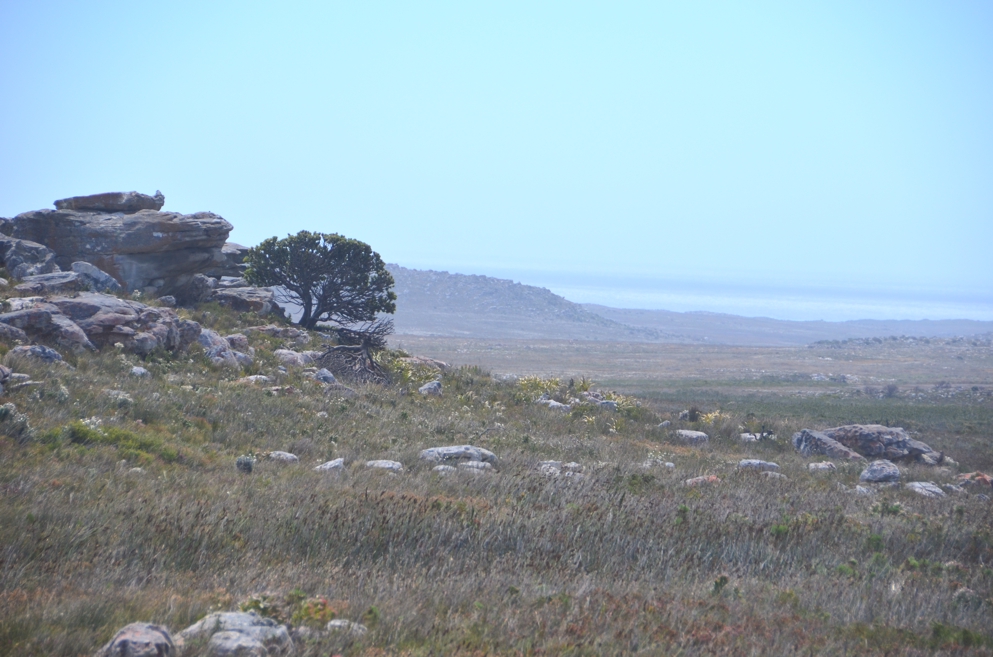 The landscape of Cape Point national park is stark and alien