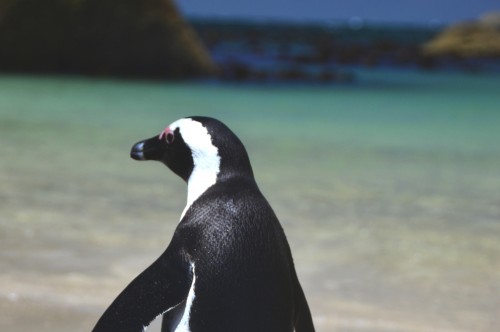 Penguins in South Africa