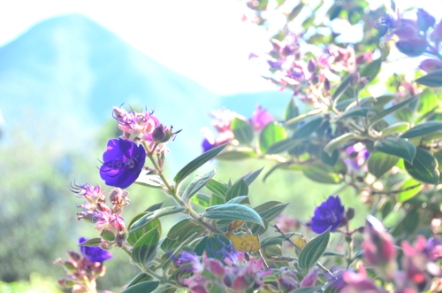 Scenery like this quite literally surrounds you at Dijembe Backpackers in Storms River