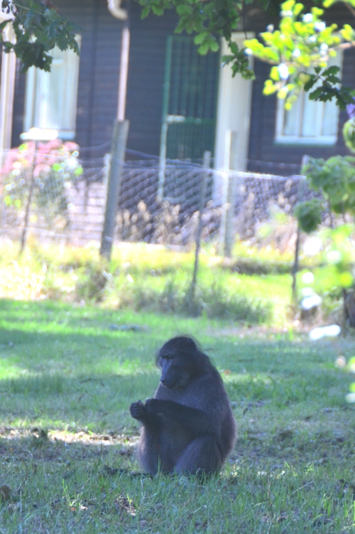 I saw this baboon walking along a path, like a person