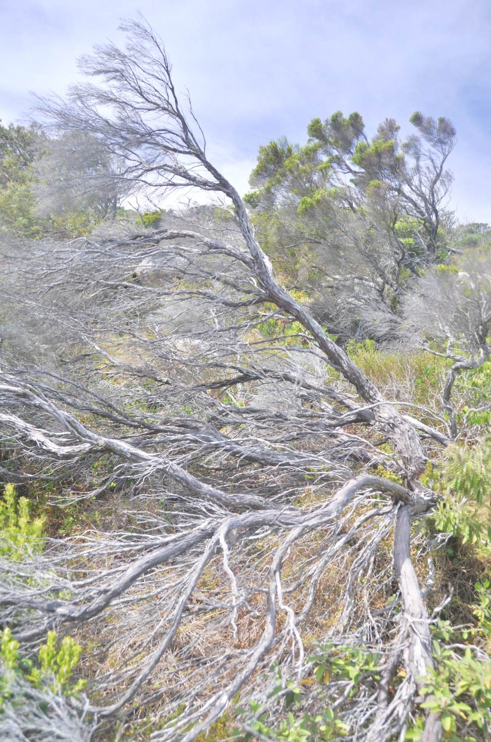 The trees and shrubs near the Cape of Good Hope bear the scars of high winds, which are often gale-forced