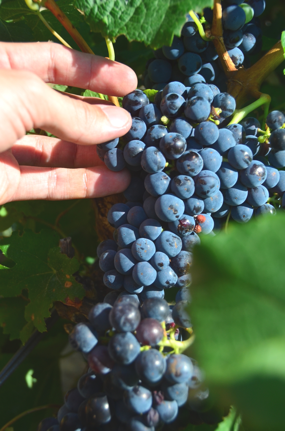One of my favorite parts of any wine tour is roaming through vineyards – and eating grapes!