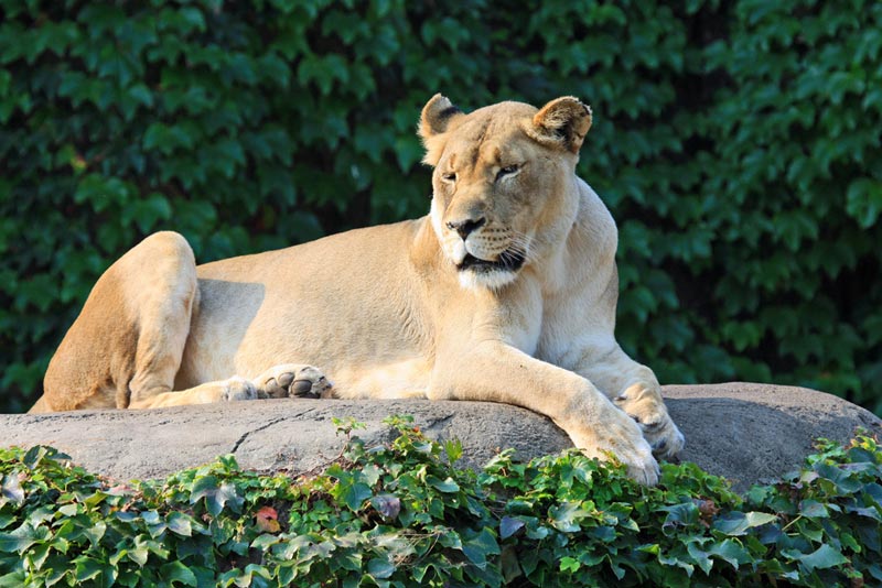 A lioness at the Lincoln Park Zoo