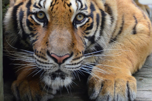 Tiger in Thailand
