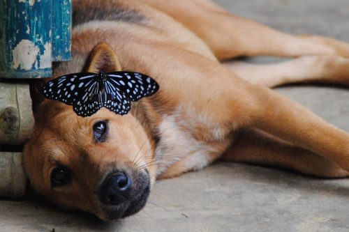 Dog and Butterfly in Laos