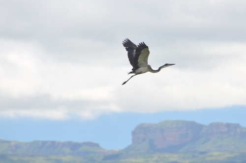 Bird in Drakensberg