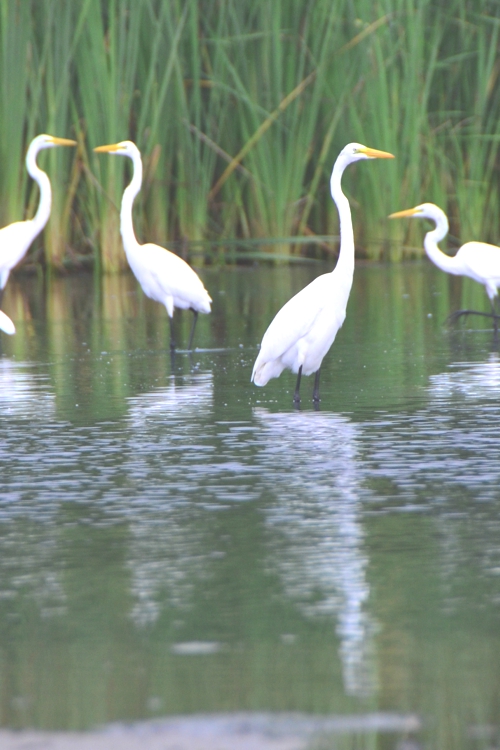 Tayrona Park is a great place to spot birds, if you're into those