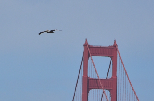 Golden Gate Bridge