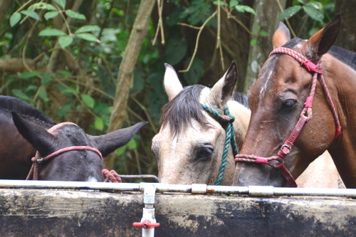 It's possible to see the park on horseback, although I personally prefer to hike