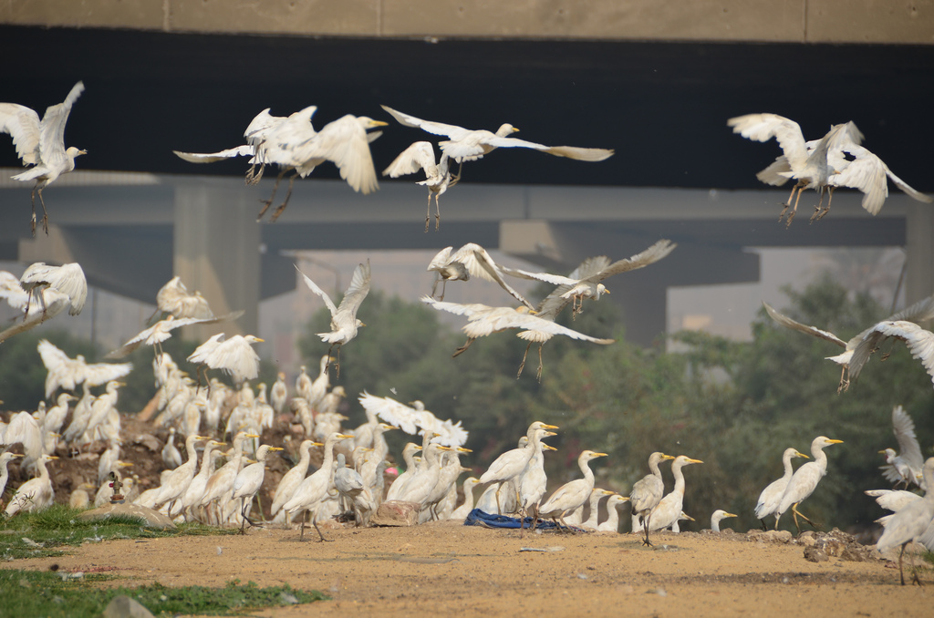 Ibises greet the morning near the pyramids of Giza