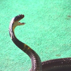 King-Cobra