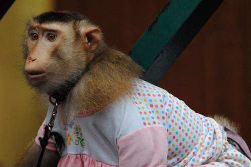 Monkey in Malaysia