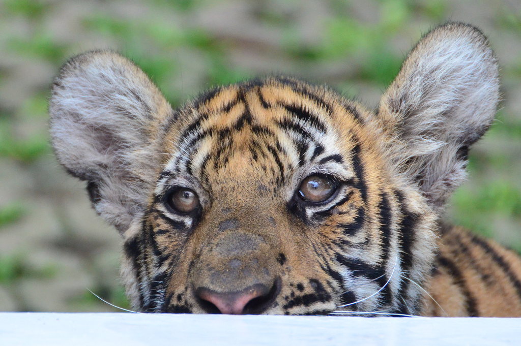 Tiger Kingdom near Chiang Mai lets get you get up-close and personal with tigers