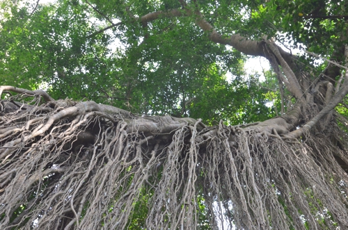 The Sacred Monkey forest is also home to trees of a pretty sacred variety