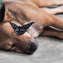 Dog With Butterfly in Laos
