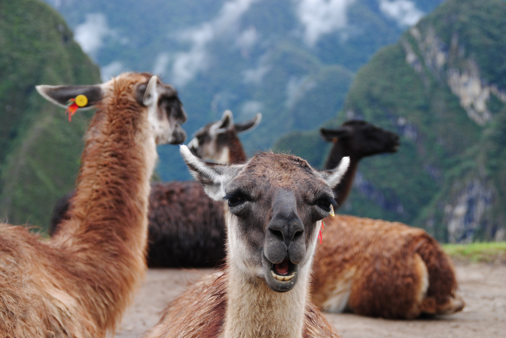 Take time to greet some of Machu Picchu's permanent residents
