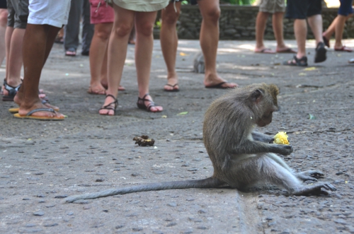 Visit the Sacred Monkey temple – you'll be in good company
