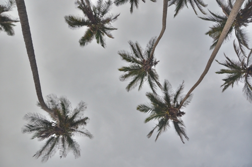 Palm Tress in Colombia