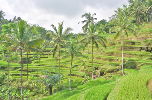 The Tegalagang Rice Terraces are a good balance of accessible and picturesque