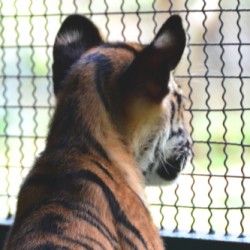 Tiger-Cub