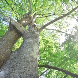 Two-Trees-Together