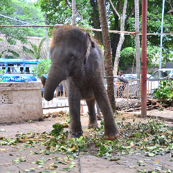 Abused-Elephant-Colombo