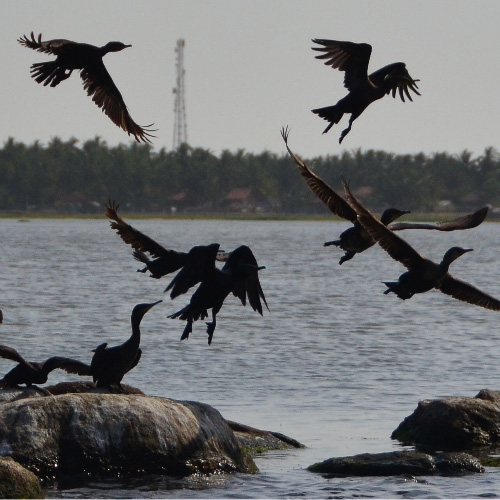 Arugam Bay Lagoon Birds