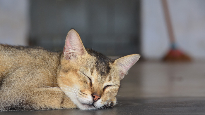 Cat in Sri Lanka