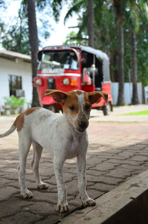 Dog-Tuk-Tuk