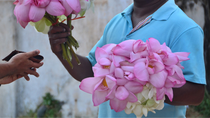 Lotus in Sri Lanka