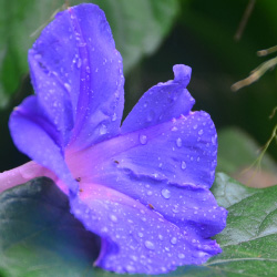 Morning-Glory-Wet-in-Rain