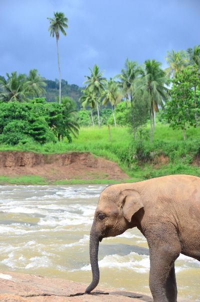 Elephant at a river