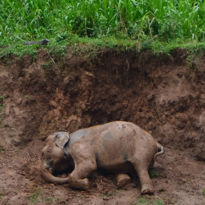 Elephant rolling in mud