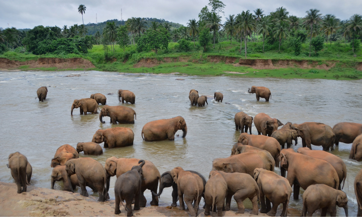 Elephant at the river