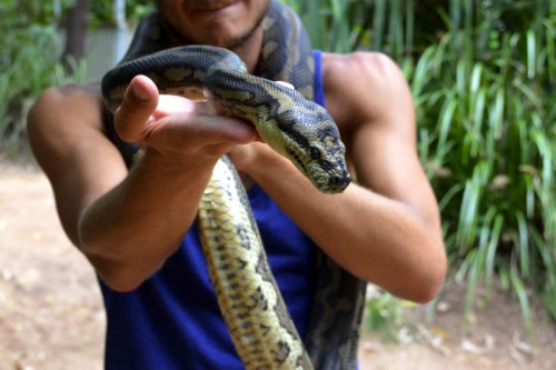 Australia snake