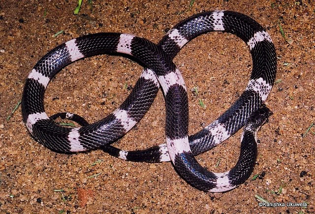 Common Krait in Sri Lanka