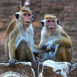 Sri Lanka Monkeys