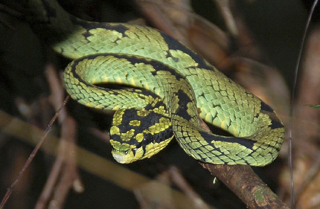 A Green Pit viper in Sri Lanka