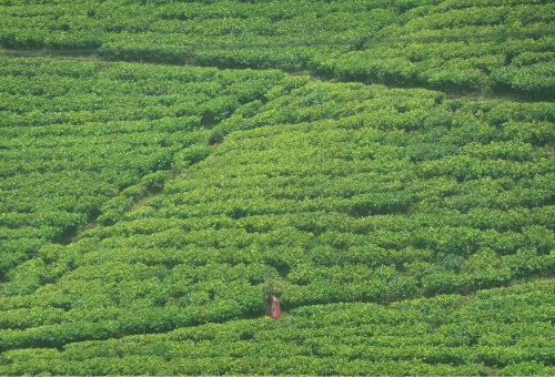 Sri Lanka Tea Country