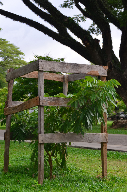 Sri-Lanka-Tree