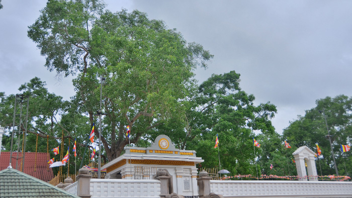 Sri Maha Bodhiya