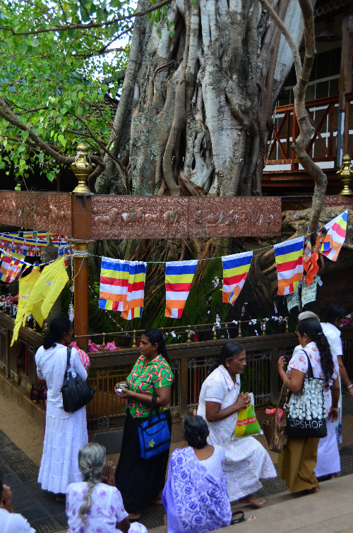 Temple-Tree-Sri-Lanka