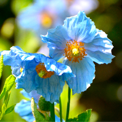 Blue poppies